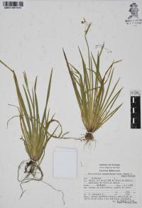 Sisyrinchium arguellesiae image